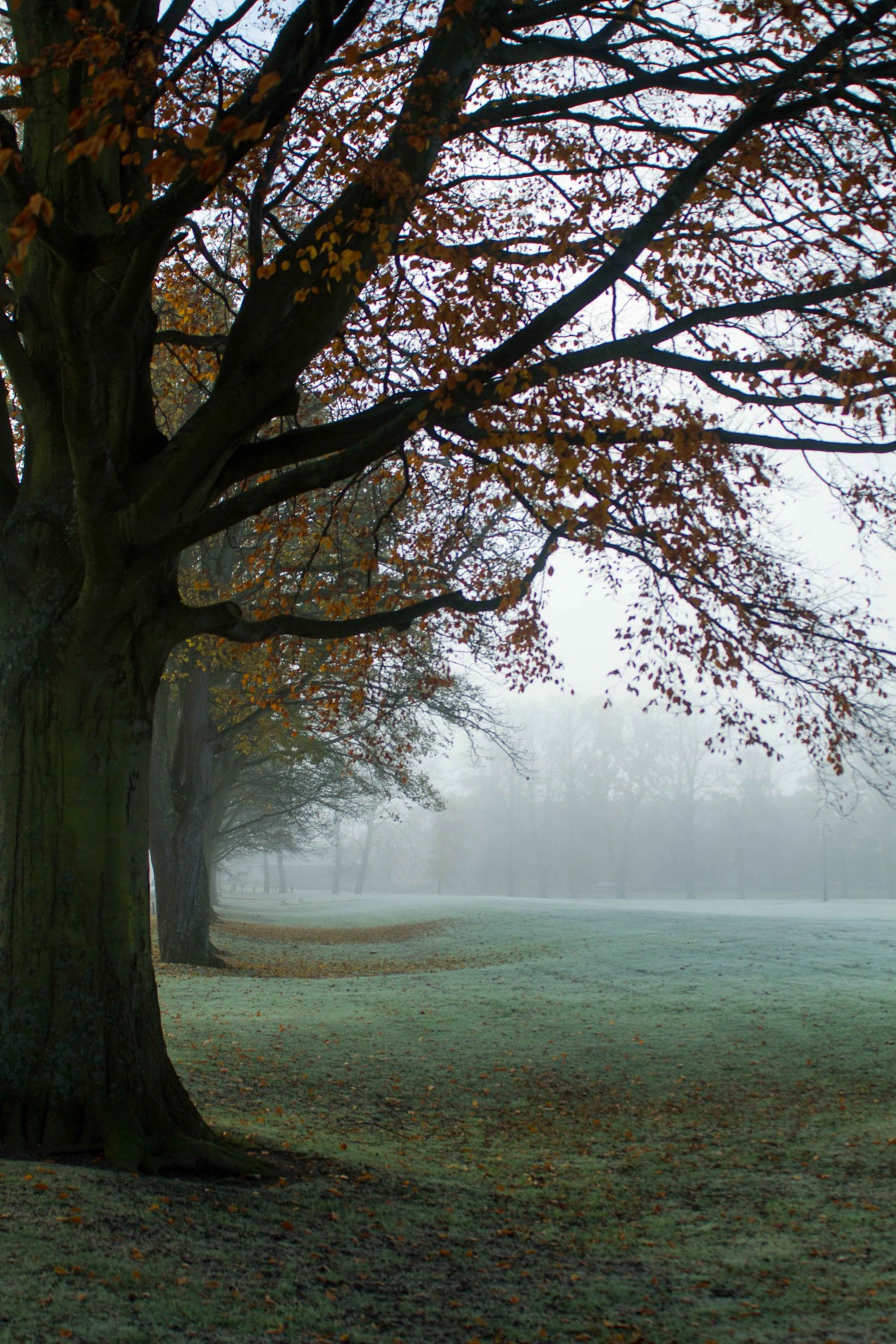 The South Inch looking very atmospheric.