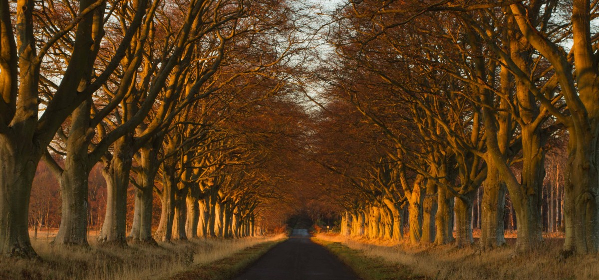 Sormontfield road lined with trees making a canopy and casting a warm orange glow - STUNNING!