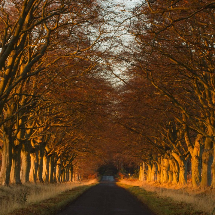 Sormontfield road lined with trees making a canopy and casting a warm orange glow - STUNNING!