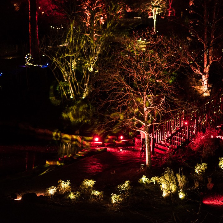 The trees looked wonderful, highlighted in different colours.