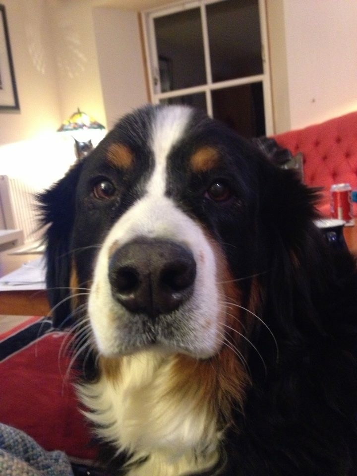 Maisie our office manager, a true diva dog! Sent In by Fiona