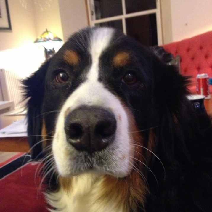 Maisie our office manager, a true diva dog! Sent In by Fiona