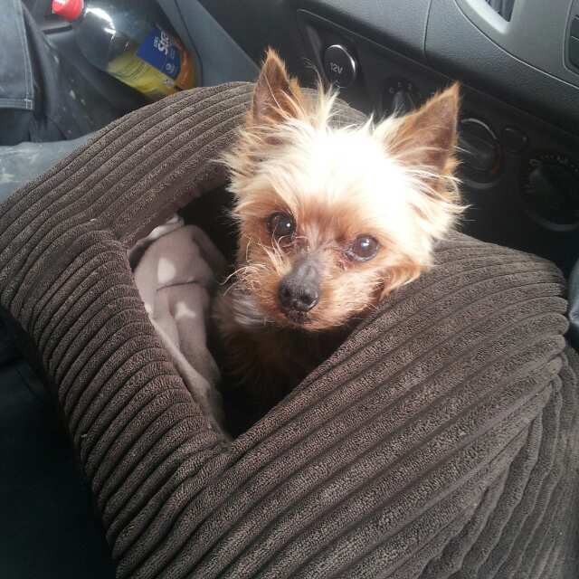 Our first little fur baby. This is one of our favourite pictures of him.  He had a personality so much bigger than he was.  He always liked to pop out of his bed to say 'hello!' Sent In by Dana-Lee
