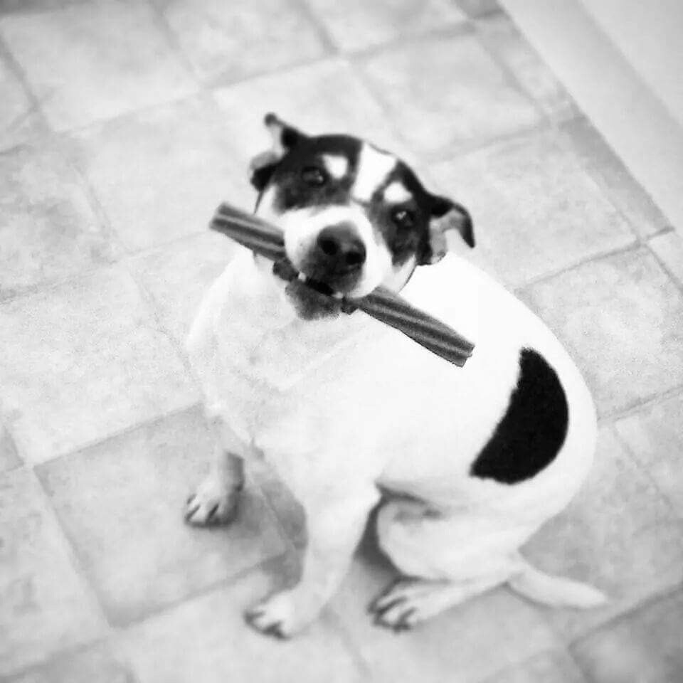 My dog Hector, isn't he cute!?! Sent In by Chloe