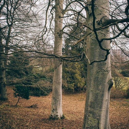 Trees in woodland area.