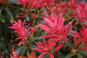 Pieris and Photinia