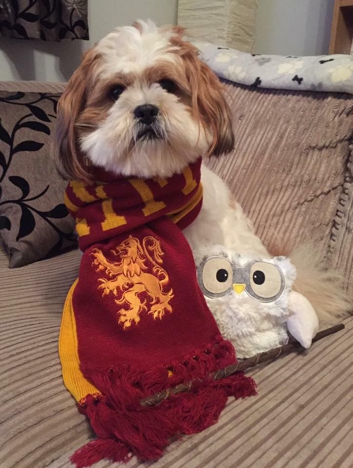 Our favourite pooch Baxter had to get in on the world book day action and donned his harry potter scarf!
