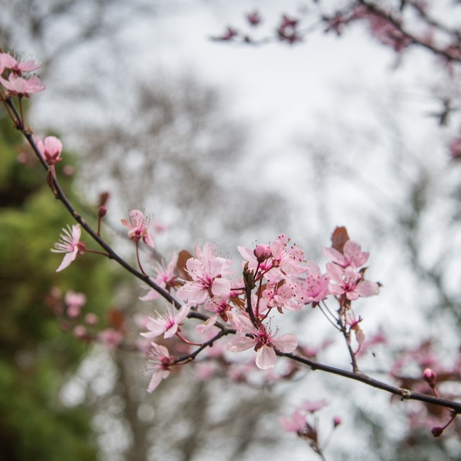 The Cherry Blossom looks beautiful when it's out.