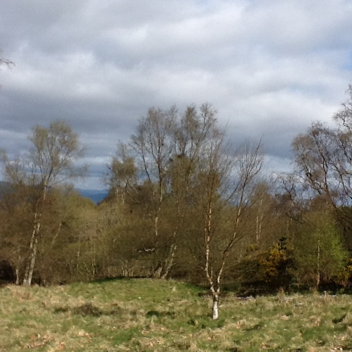 Beautiful trees up kinnoull hill