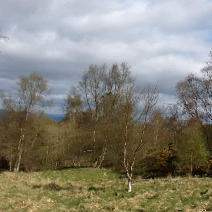 Beautiful trees up kinnoull hill