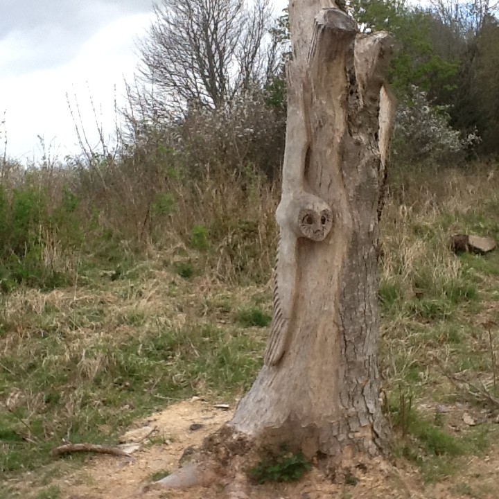 an owl in flight you can see up Kinnoull hill