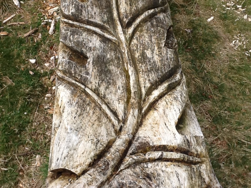 A leaf carved into a fell down tree