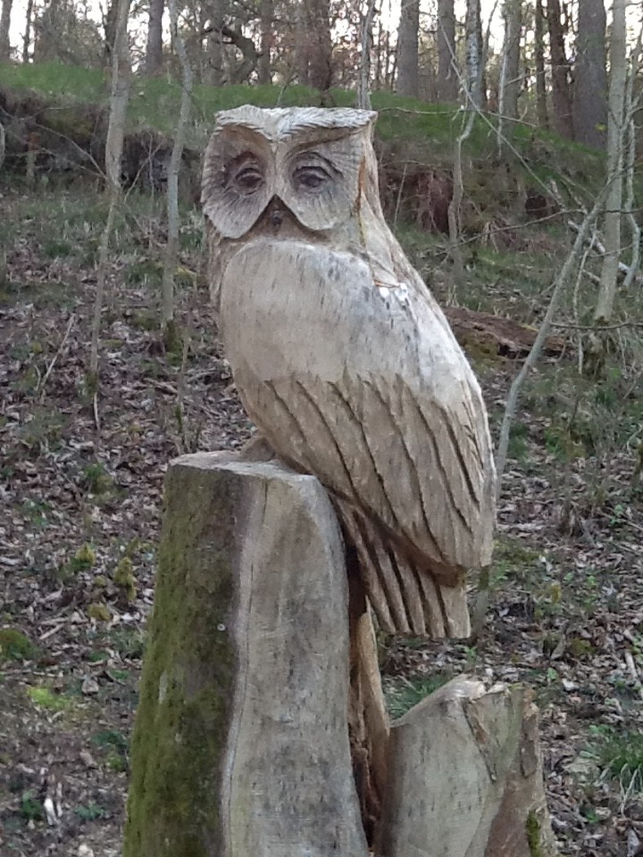 A nice owl sitting down on a tree stump