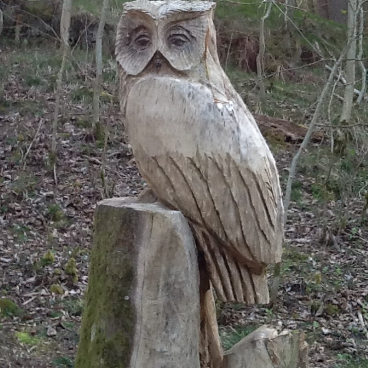A nice owl sitting down on a tree stump