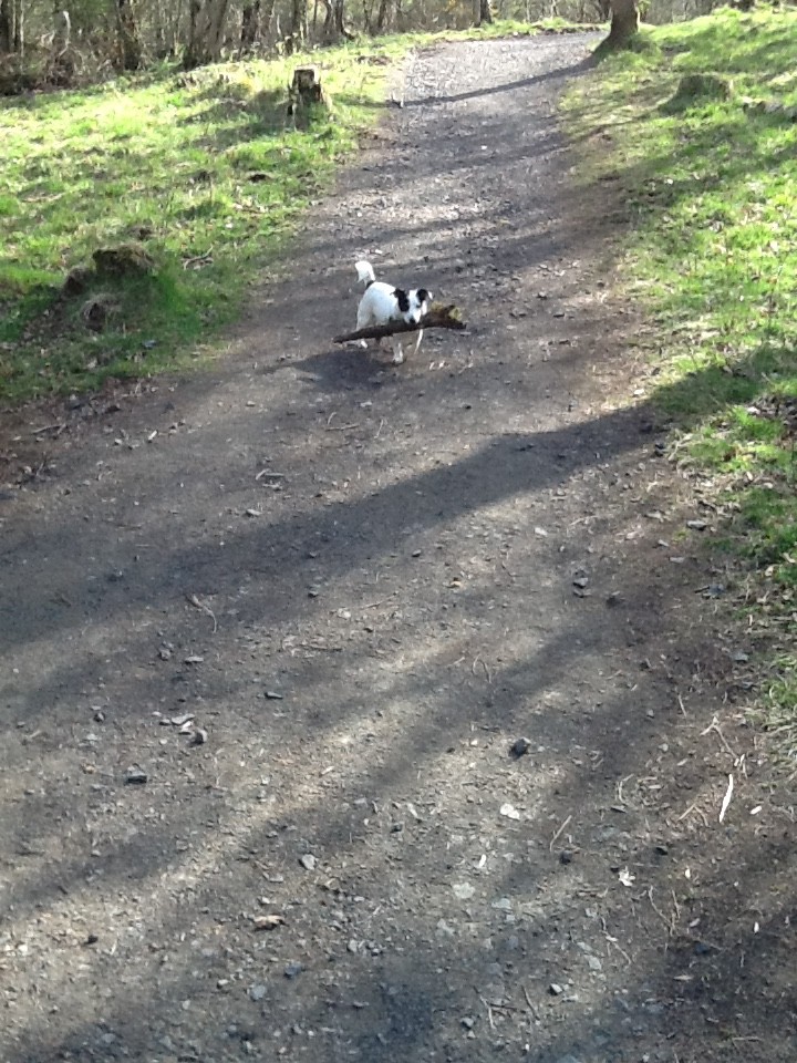 Olly with a stick up up Kinnoull hill