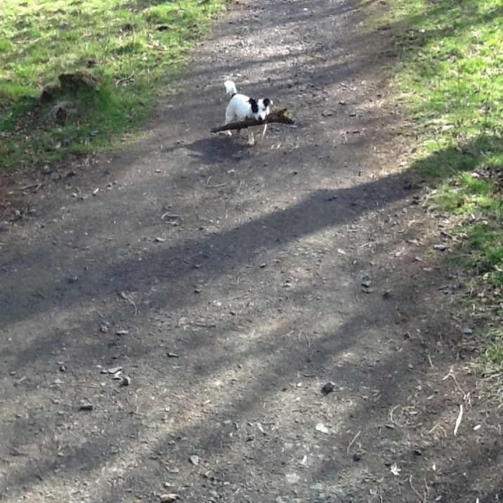 Olly with a stick up up Kinnoull hill