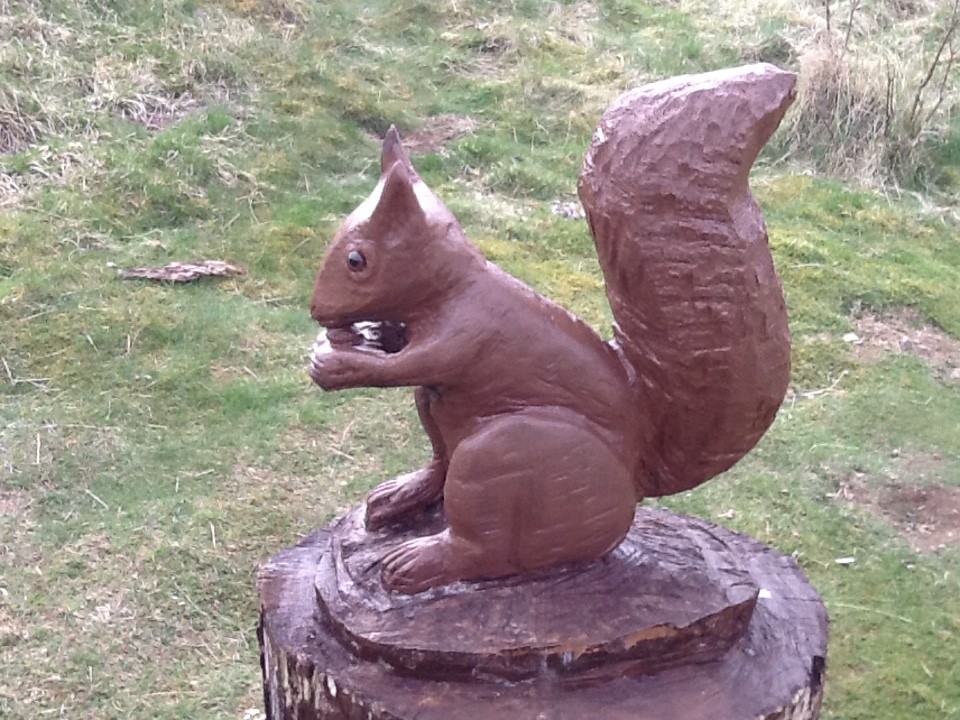 A pretty red squirrel eating a nut on a tree stump