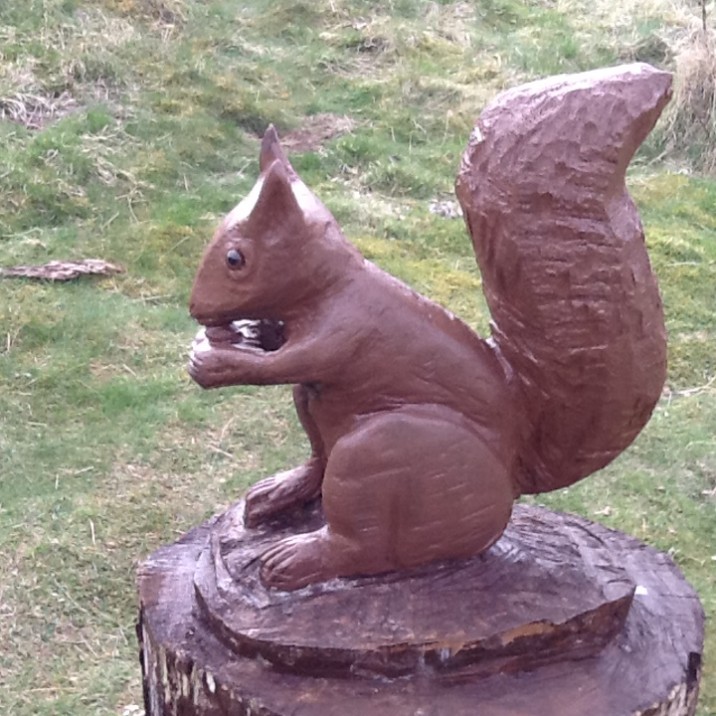 A pretty red squirrel eating a nut on a tree stump