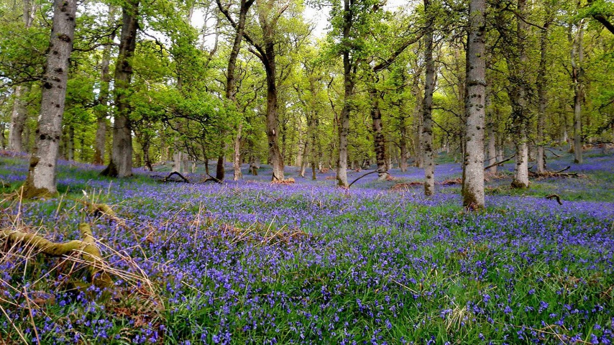 Bluebells in the woods