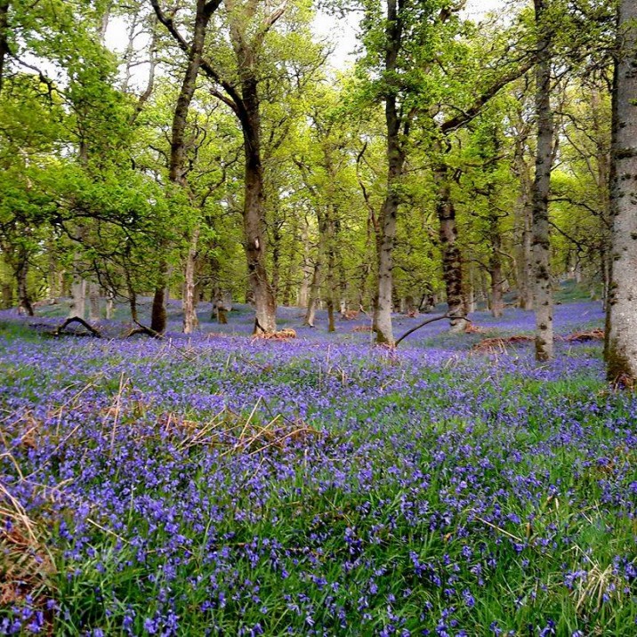 Bluebells in the woods