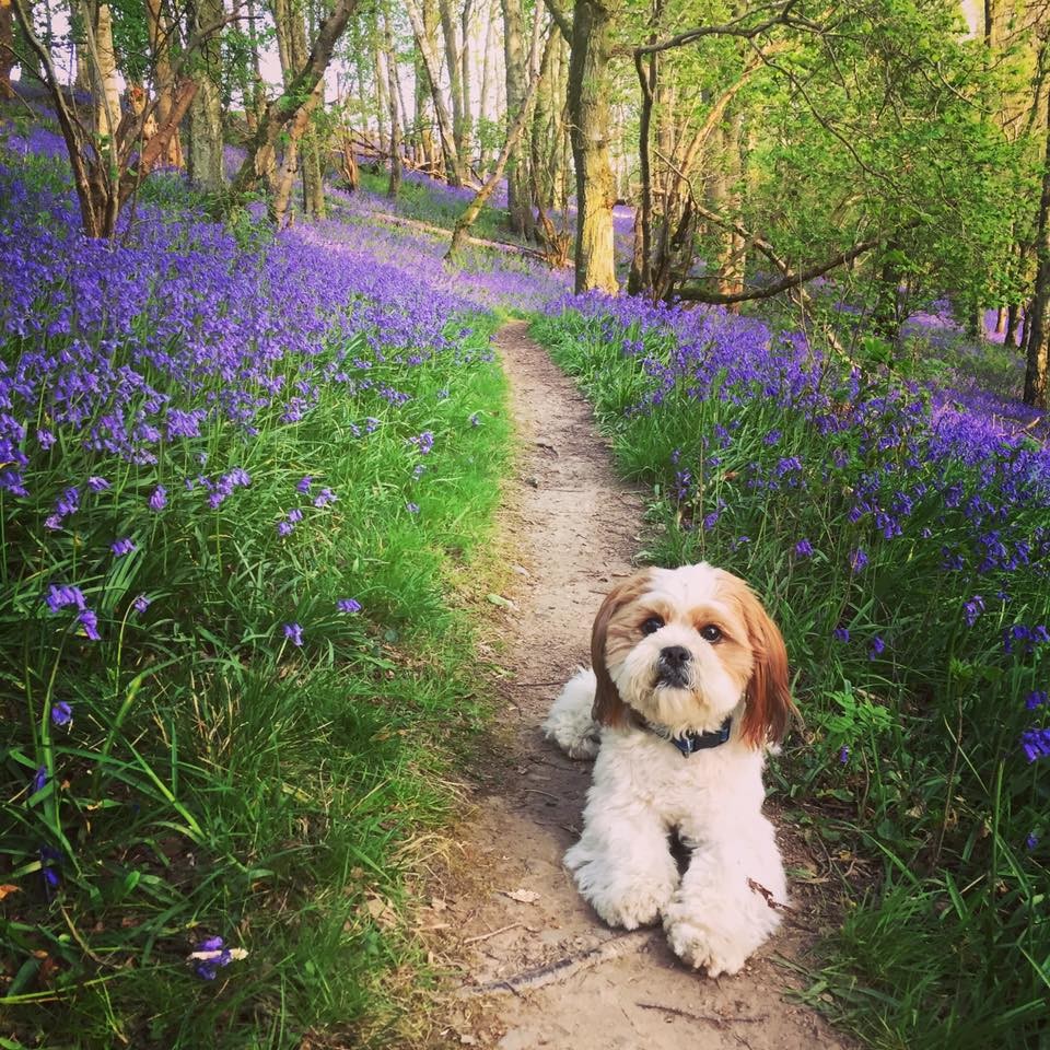 Baxter loving life with the bluebells!
