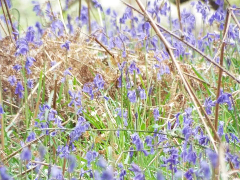 Perth's bluebells!