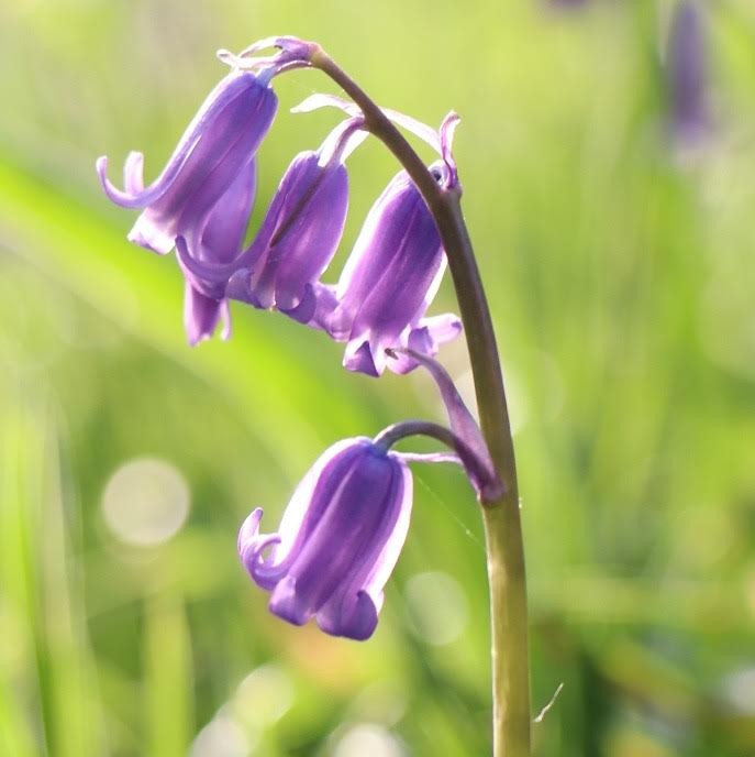 Up close and personal with the bluebells!