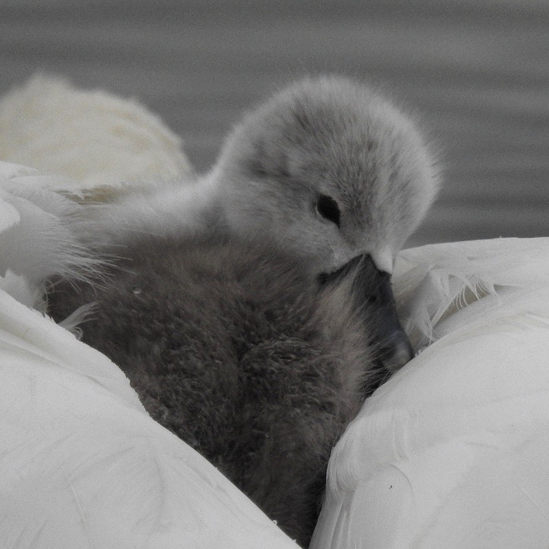 Baby swan