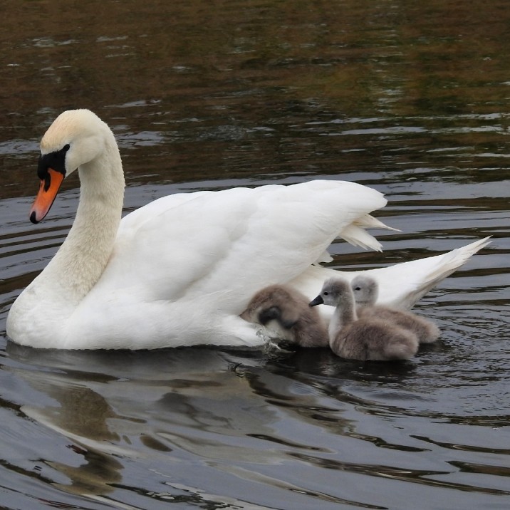 Swan family