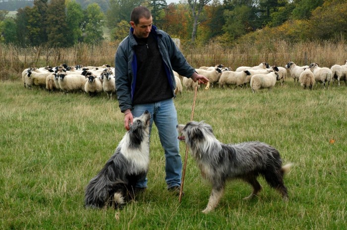 Jim Fairlie with his sheepdog