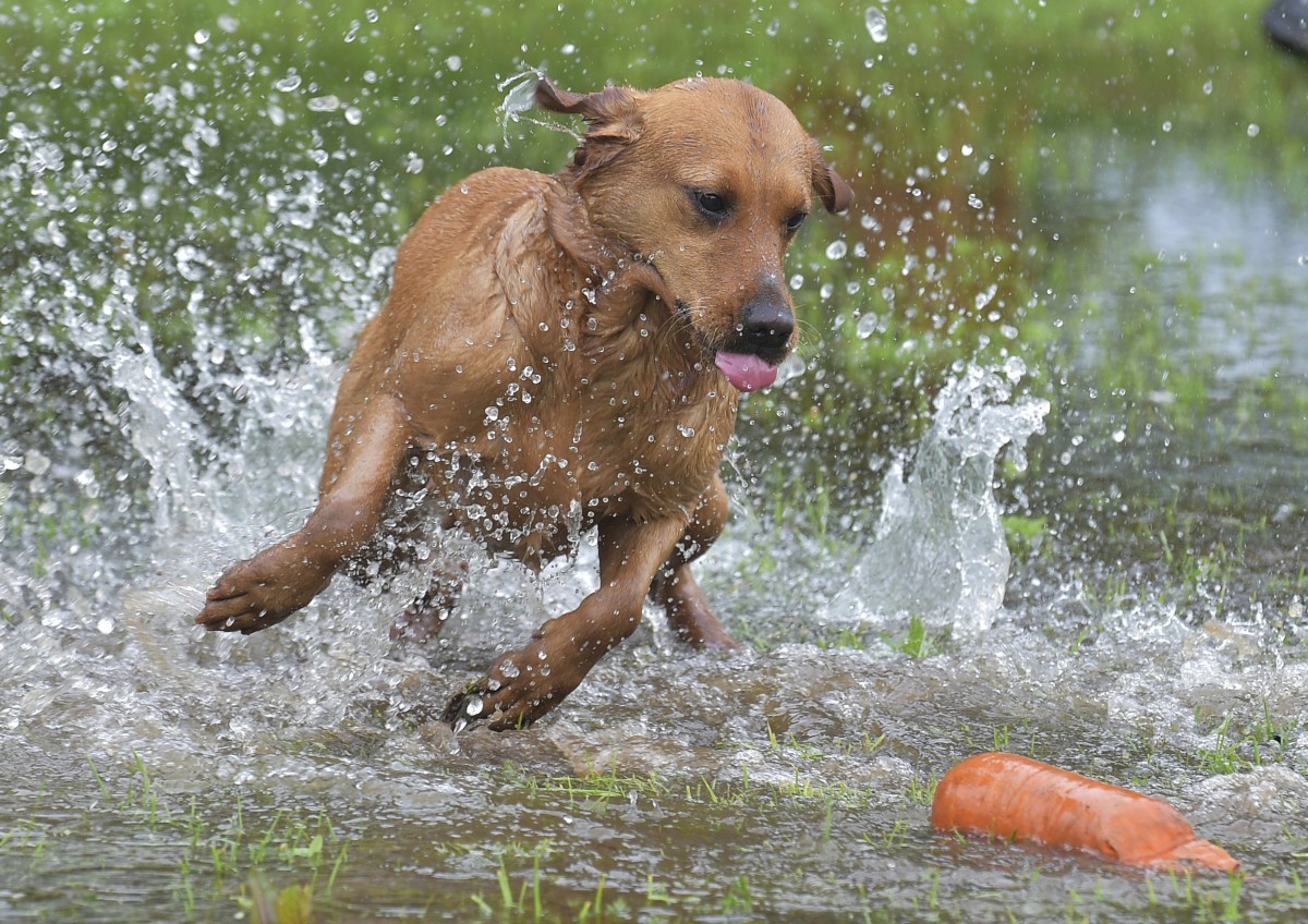 Hunting dog at Scottish Game Fair