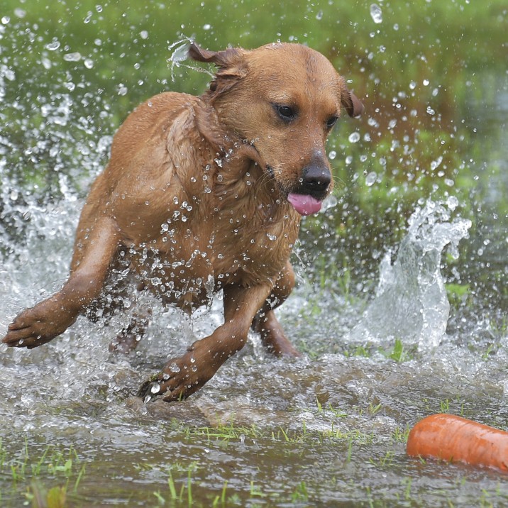 Hunting dog at Scottish Game Fair
