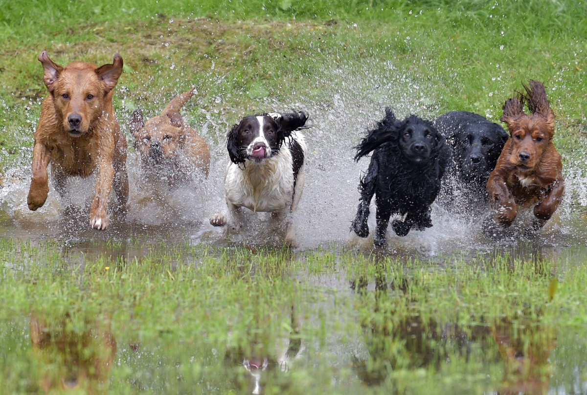 Splashing around at the Perth Game Fair