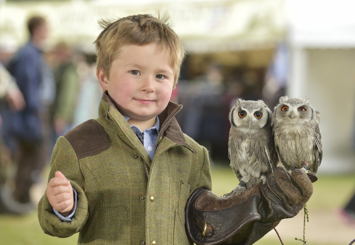 There's twit twoo of them!