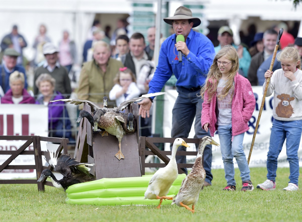 Ducks on Parade at Scottish Game Fair