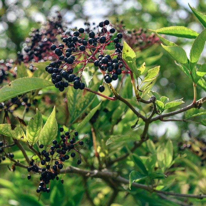 If you've ever been unsure how to eat or cook elderberries then this orchard crumble is the perfect way.