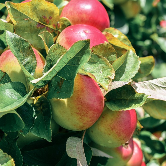 Tasty homegrown apples are the perfect addition to this sweet orchard crumble.