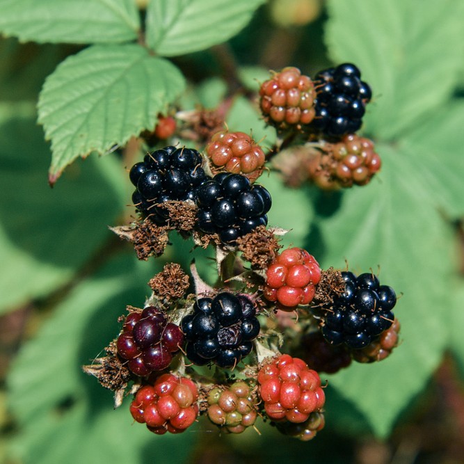 Wild Scottish brambles are sweet, sharp and delicious eaten as they are or when added into a sweet dessert like this orchard crumble recipe.