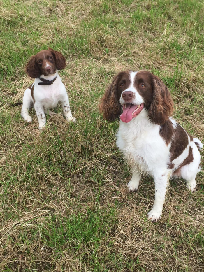 NICOLA MACDONALD&#039;S DOGS