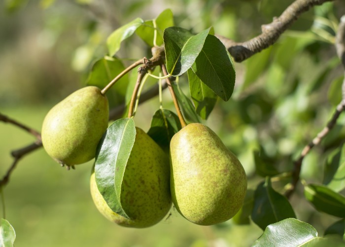 Pears ready to become cider