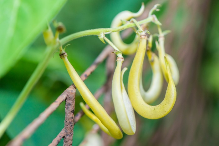 Fermentation- Green beans
