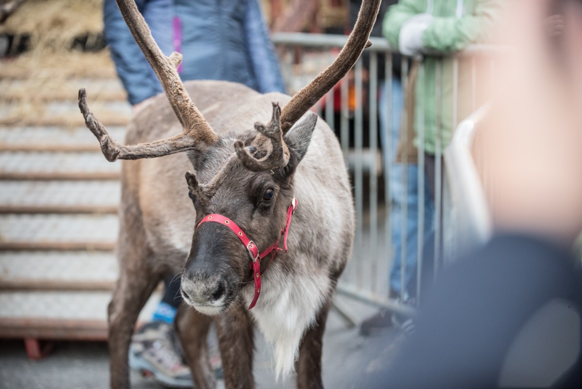 Rudolph with your nose so bright...