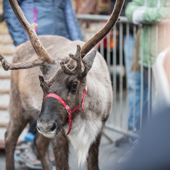 Rudolph with your nose so bright...