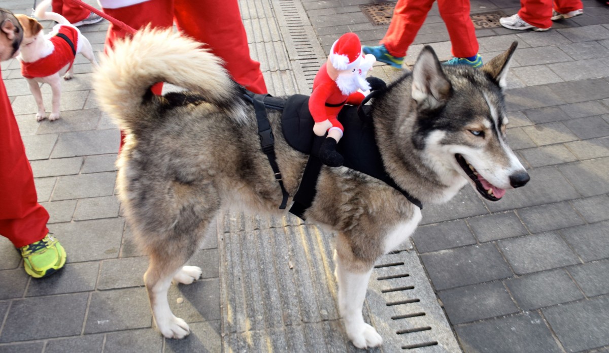 SANTA'S A BIT HUSKY