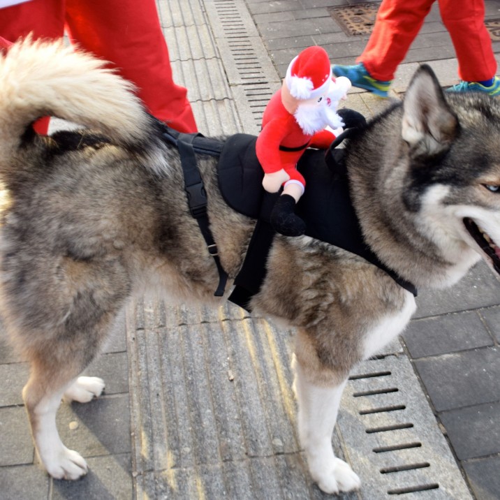 SANTA'S A BIT HUSKY