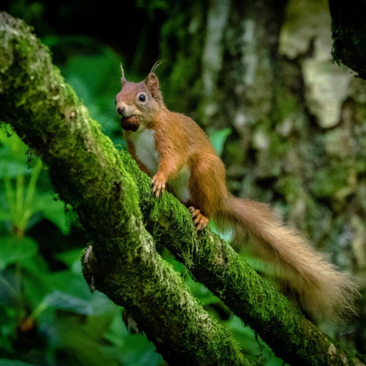 Red Squirrel