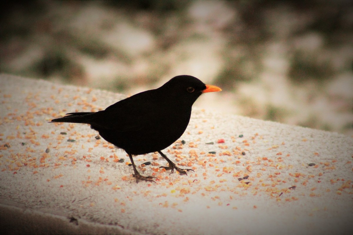 Blackbird in the Snow