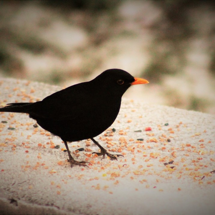 Blackbird in the Snow