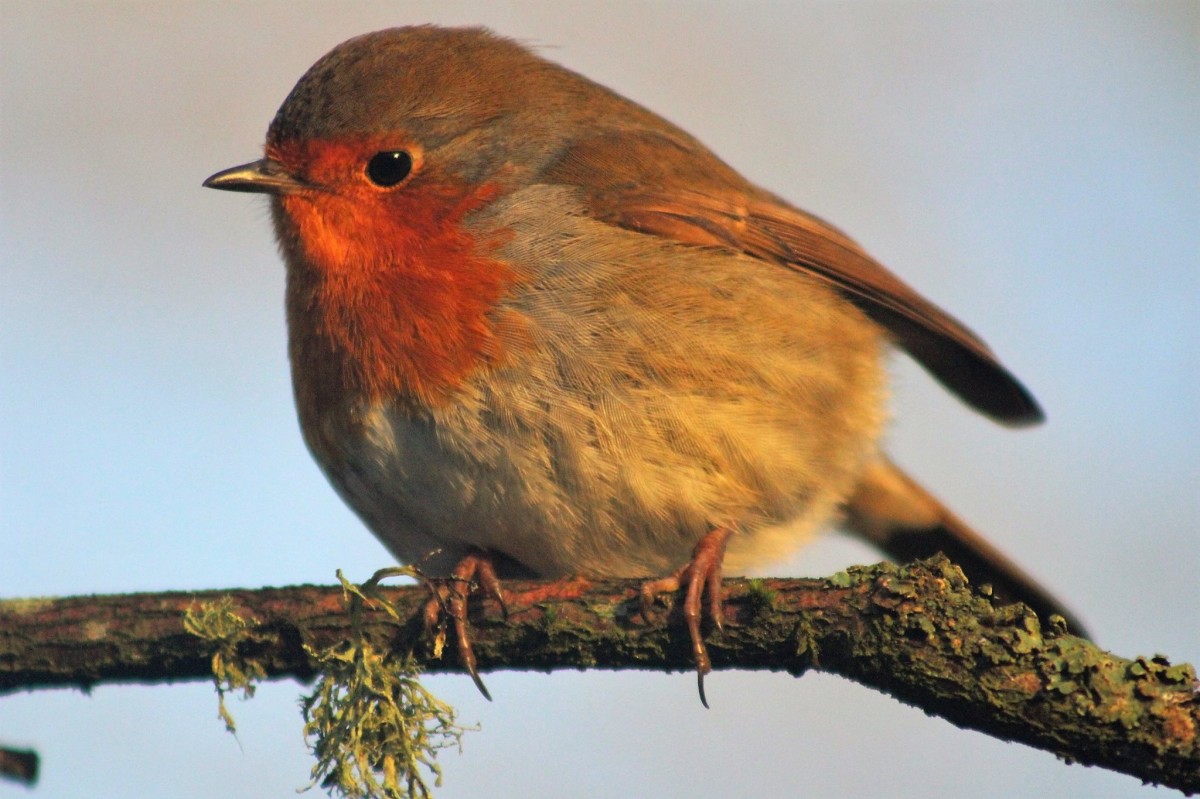 Robin Redbreast