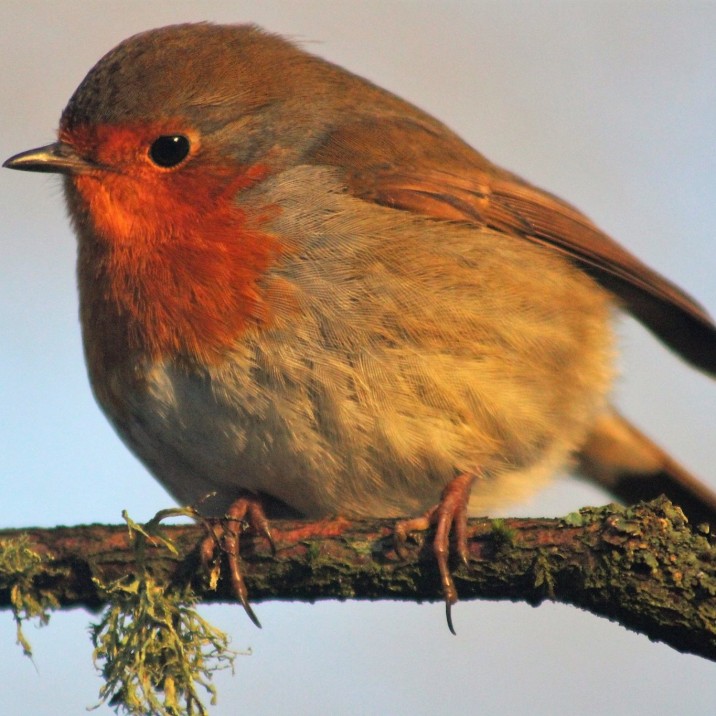 Robin Redbreast